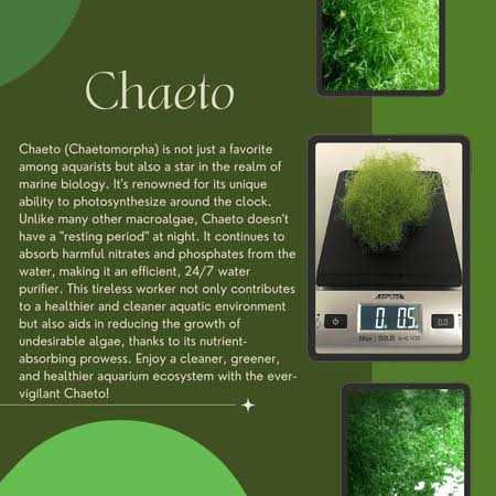 Chaeto R798339