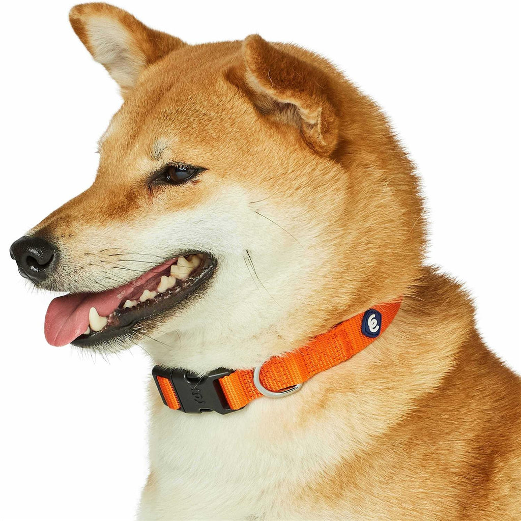 Classic Dog Collar W9341