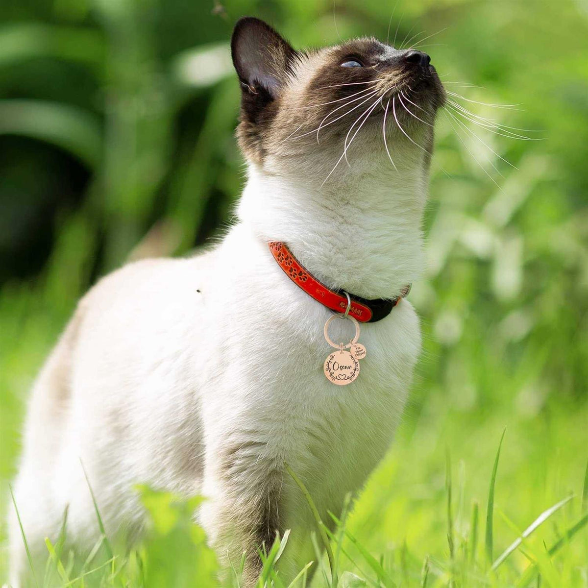 Stainless Steel Pet ID Tags X9567