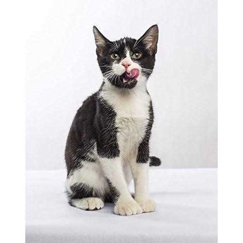 Grain-Free Dry Small Bite Cat Food W3511