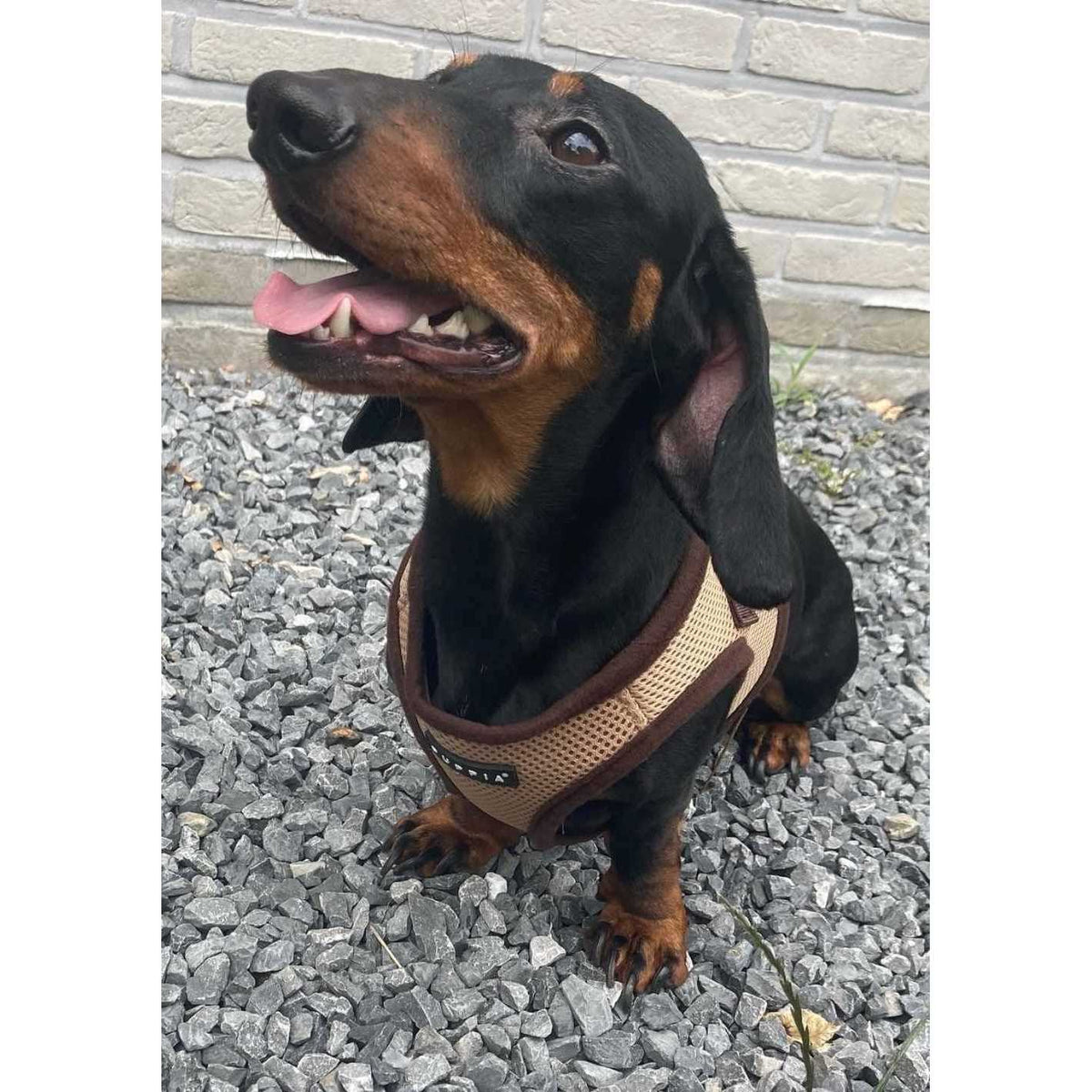 Soft Dog Vest Q26749
