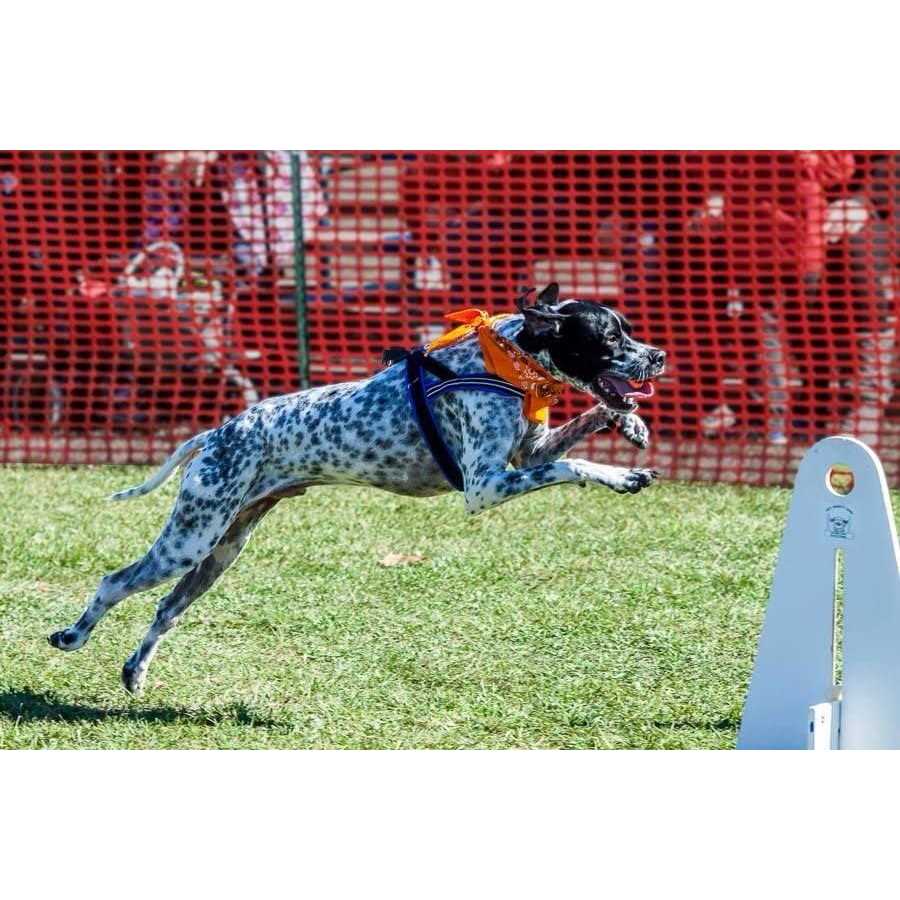 Sport Harness B549