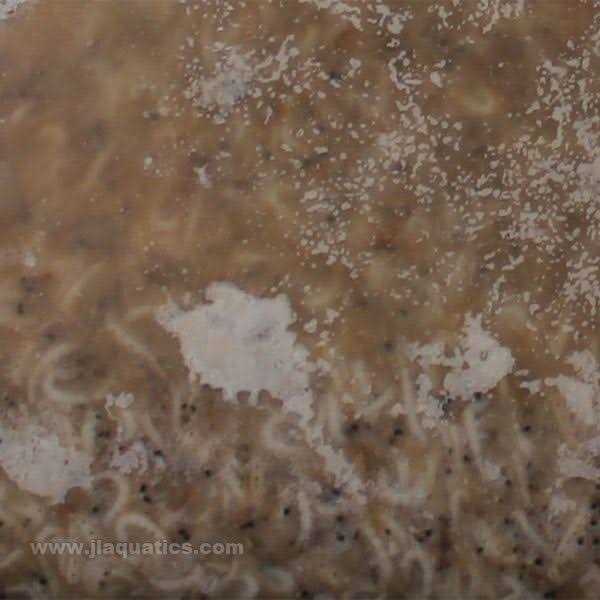 Frozen Mysis Shrimp M7767