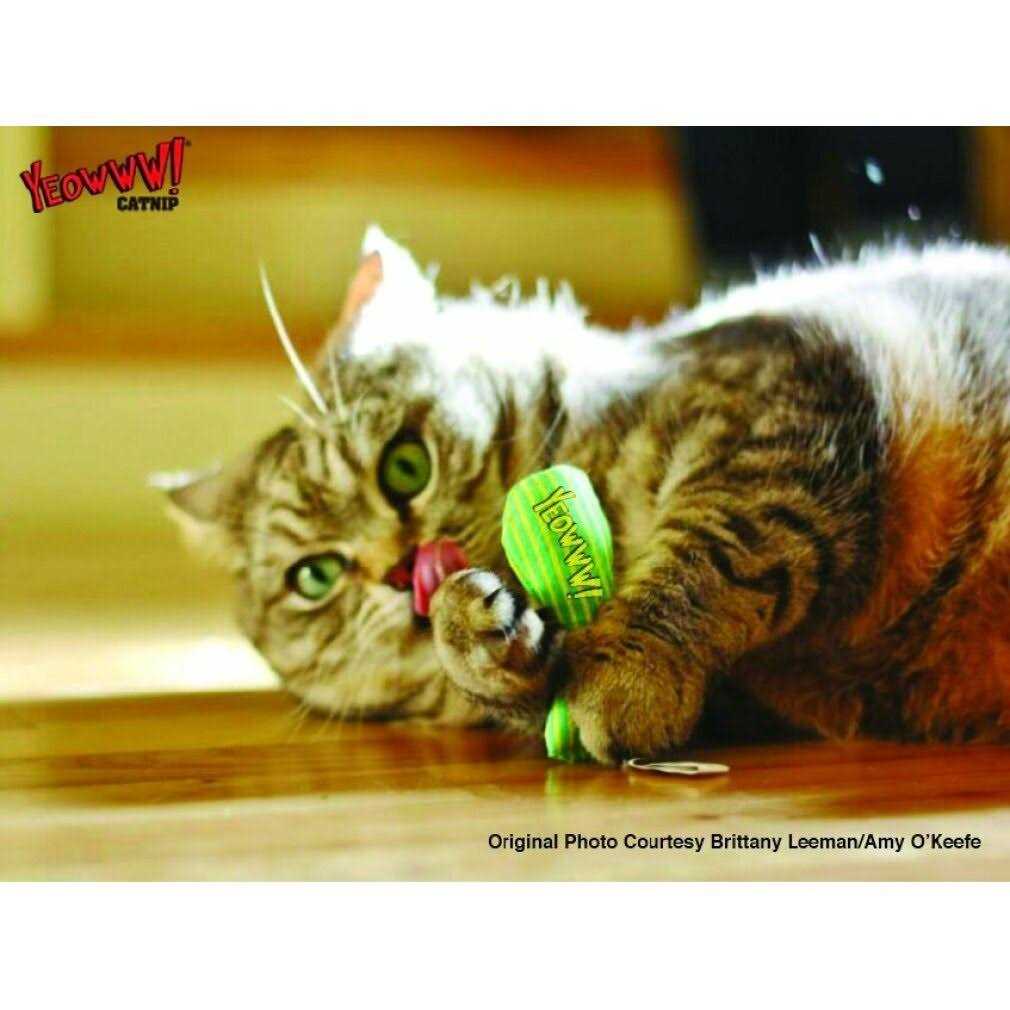 Catnip Sardines F778