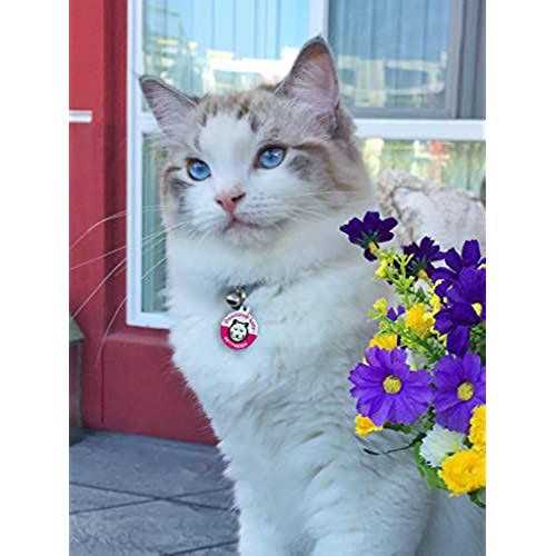 Dog Cat Pet Tag Q676404