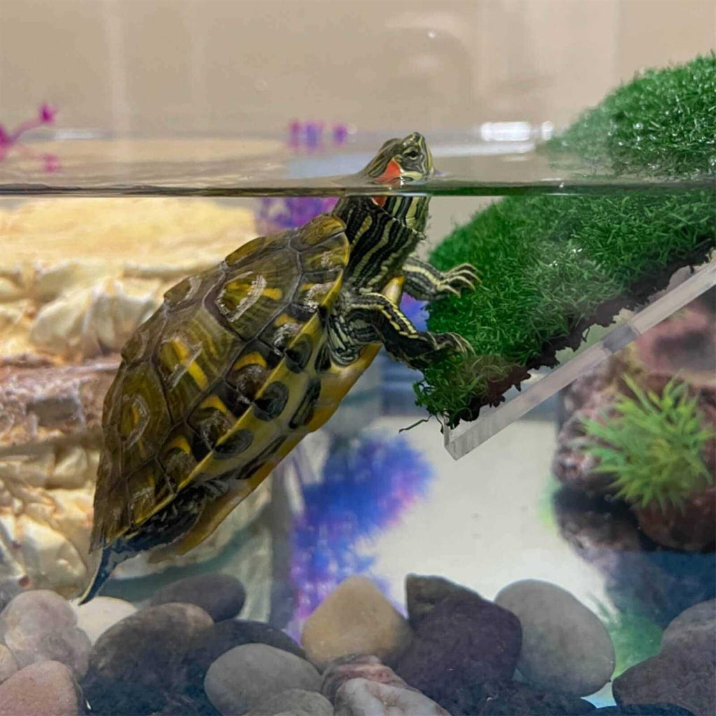 Lawn Turtle Basking Platform U512682