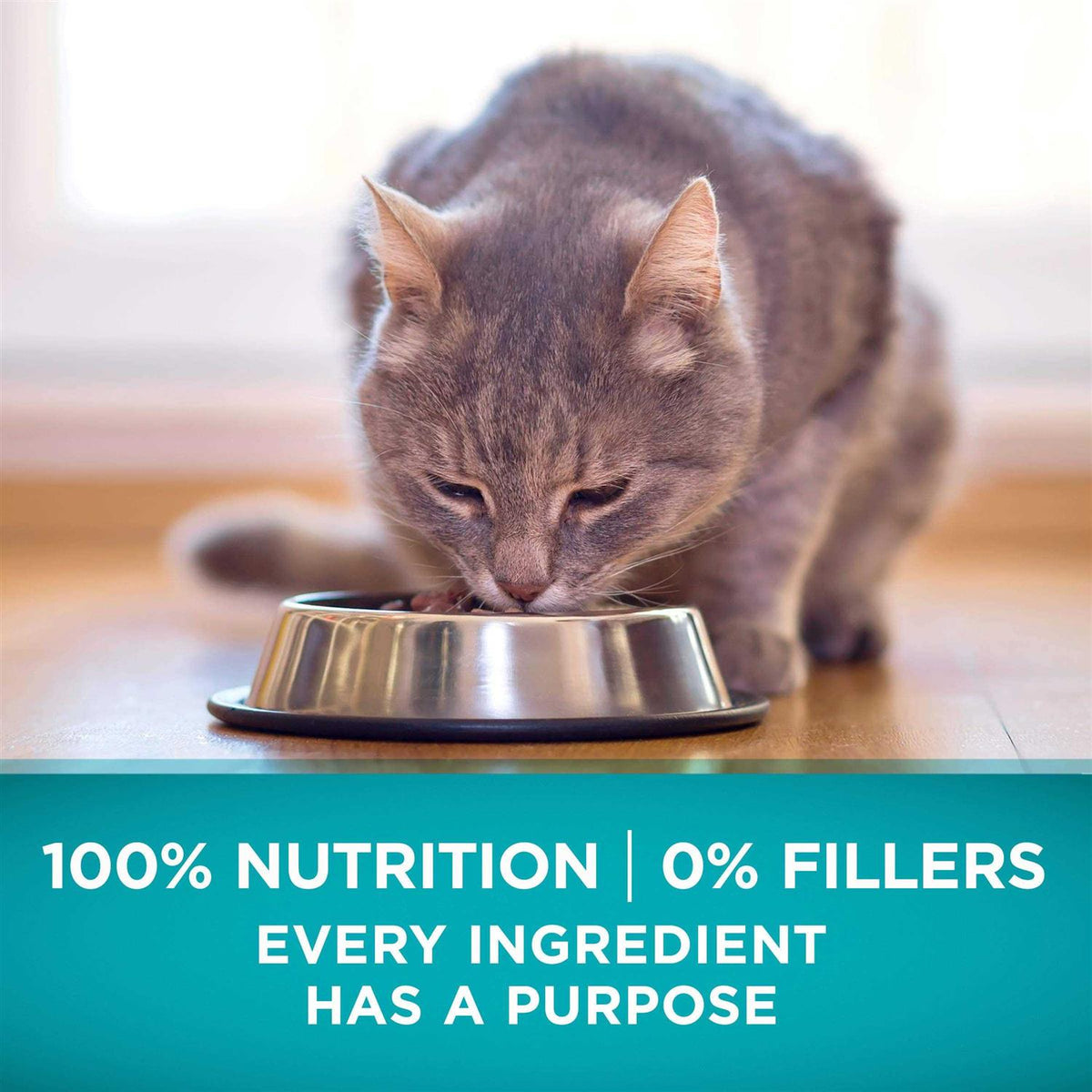 High Protein Grain Free Dry Cat Food F142565