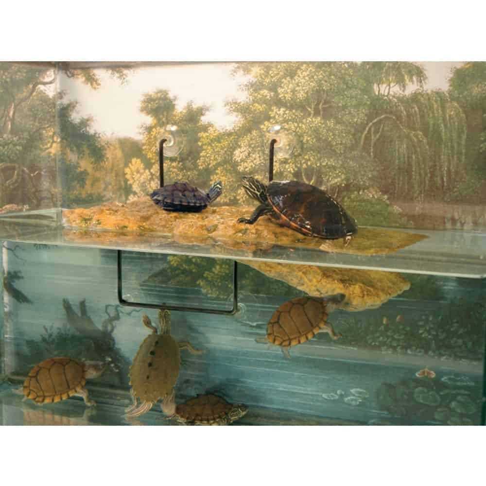 Turtle Dock J232709