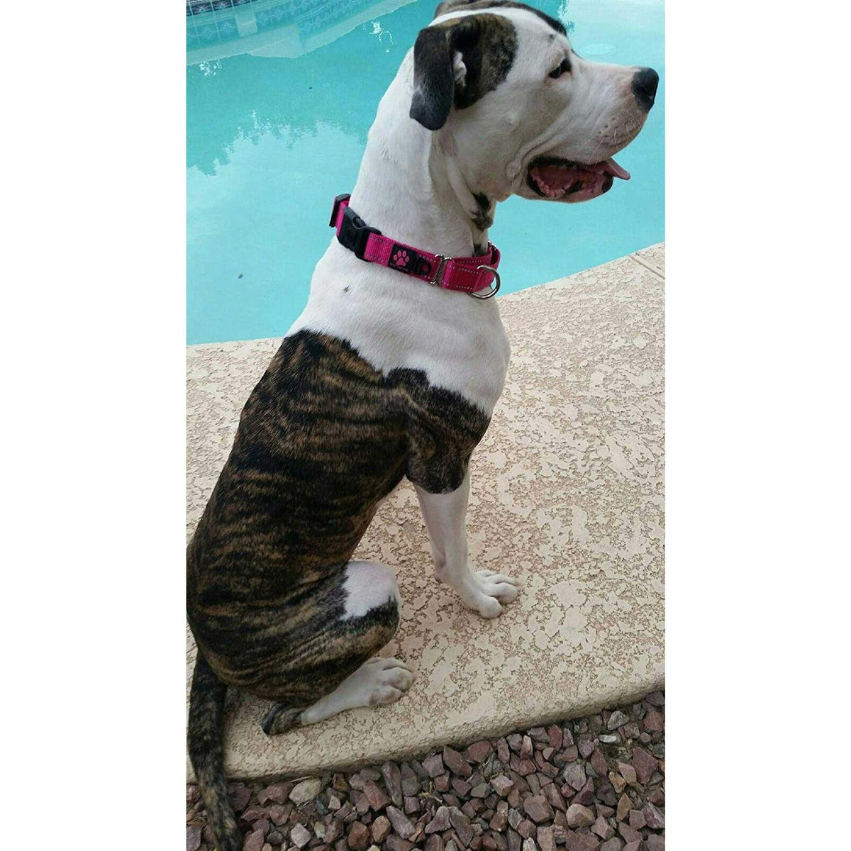Nylon Martingale Collar I124