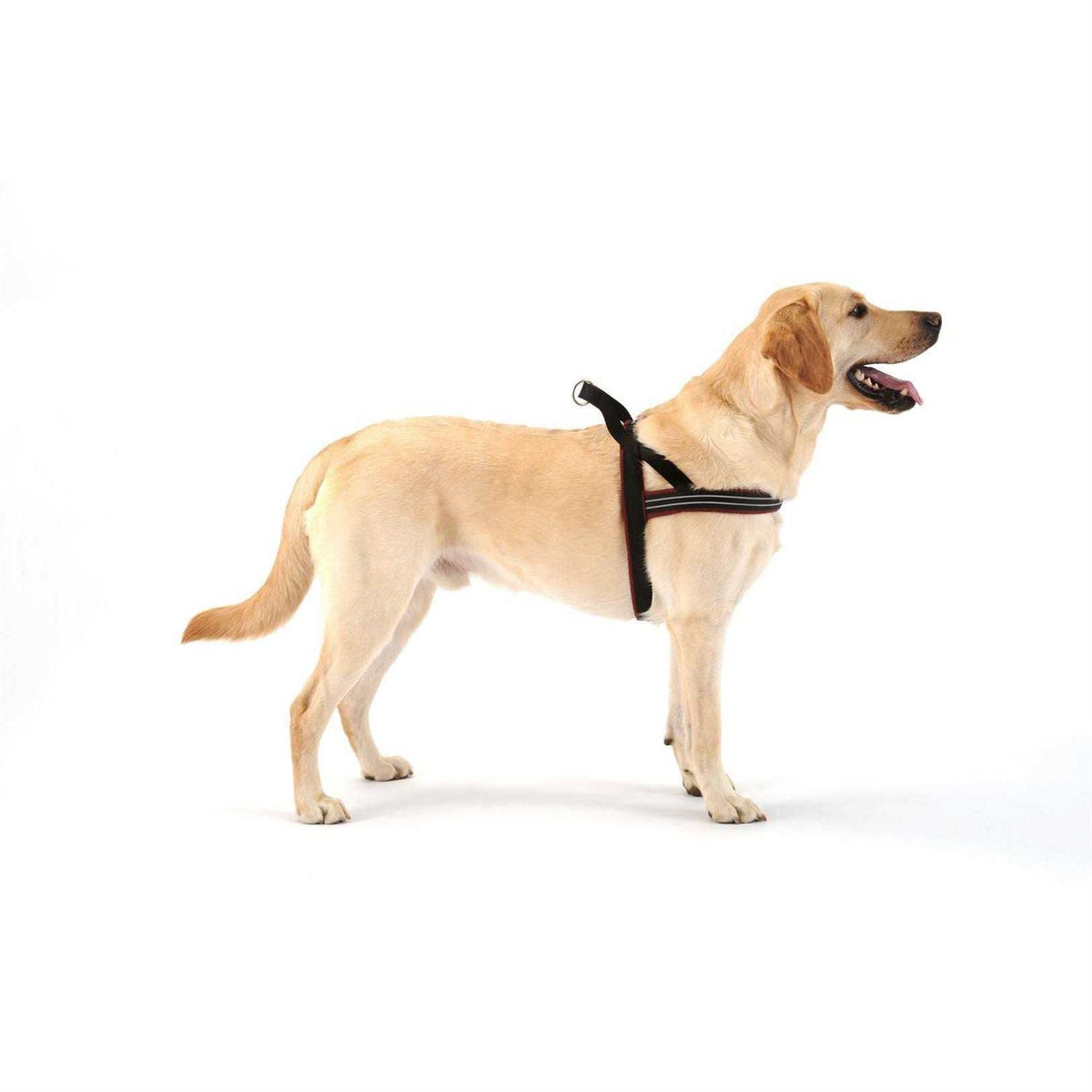 Sport Harness B549