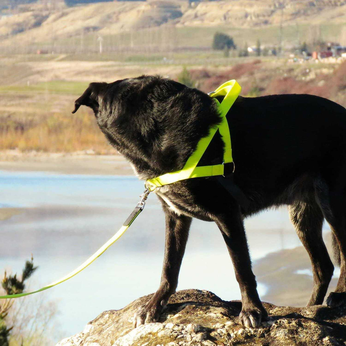 Harness J459051