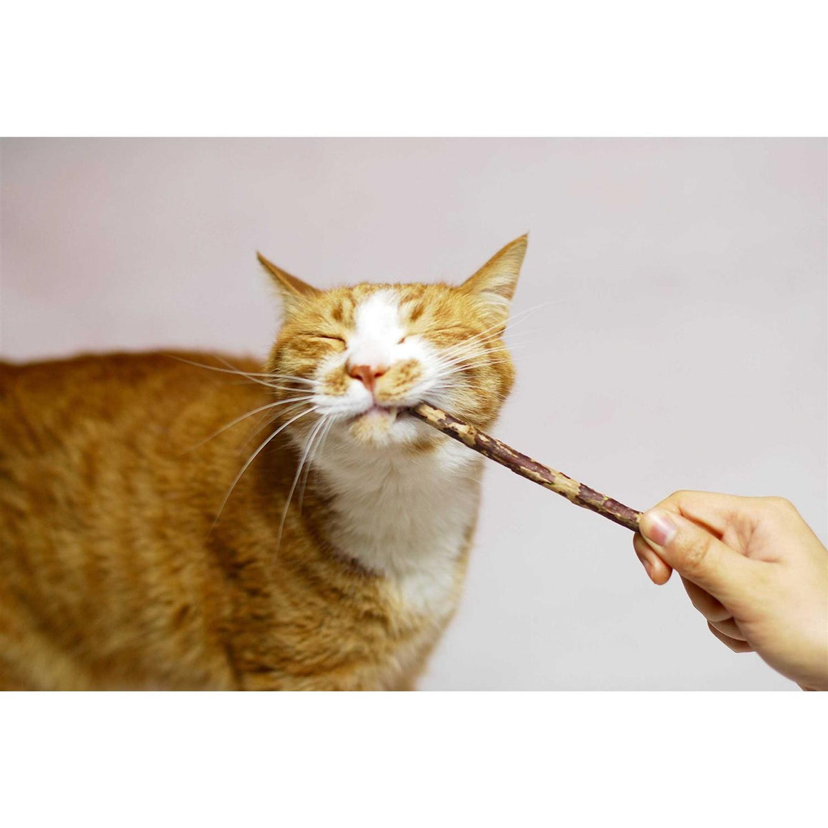 Silver Vine Stick Cat Chew Toy R999