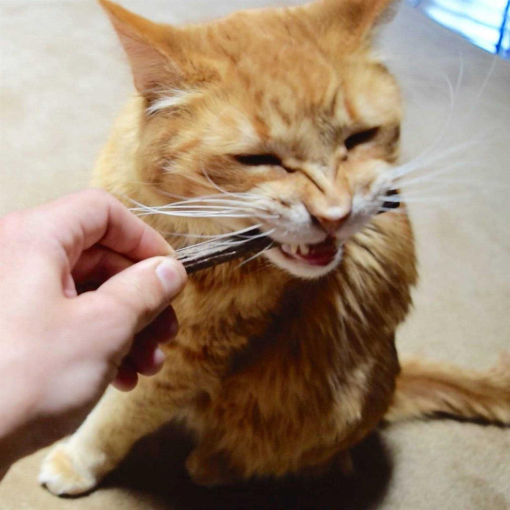 Silver Vine Stick Cat Chew Toy R999