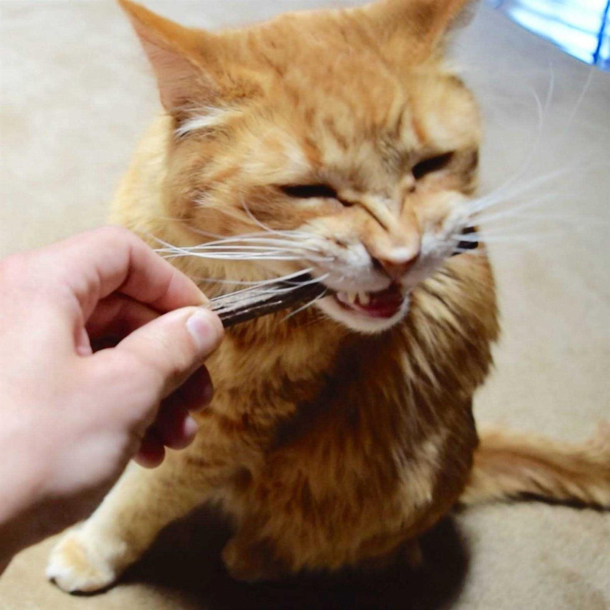 Silver Vine Stick Cat Chew Toy R999