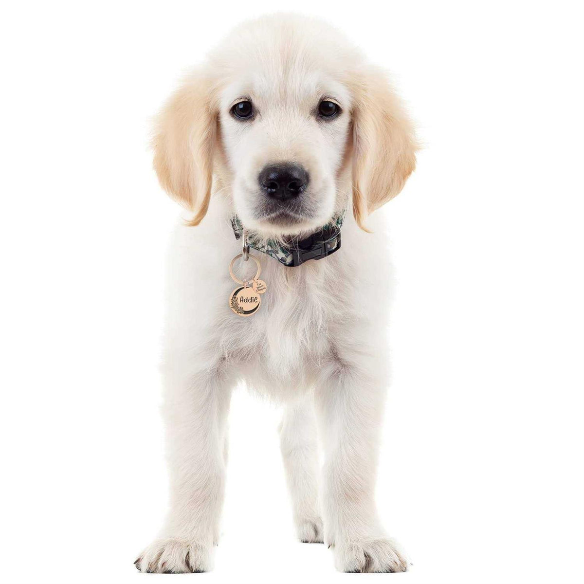 Stainless Steel Pet ID Tags X9567