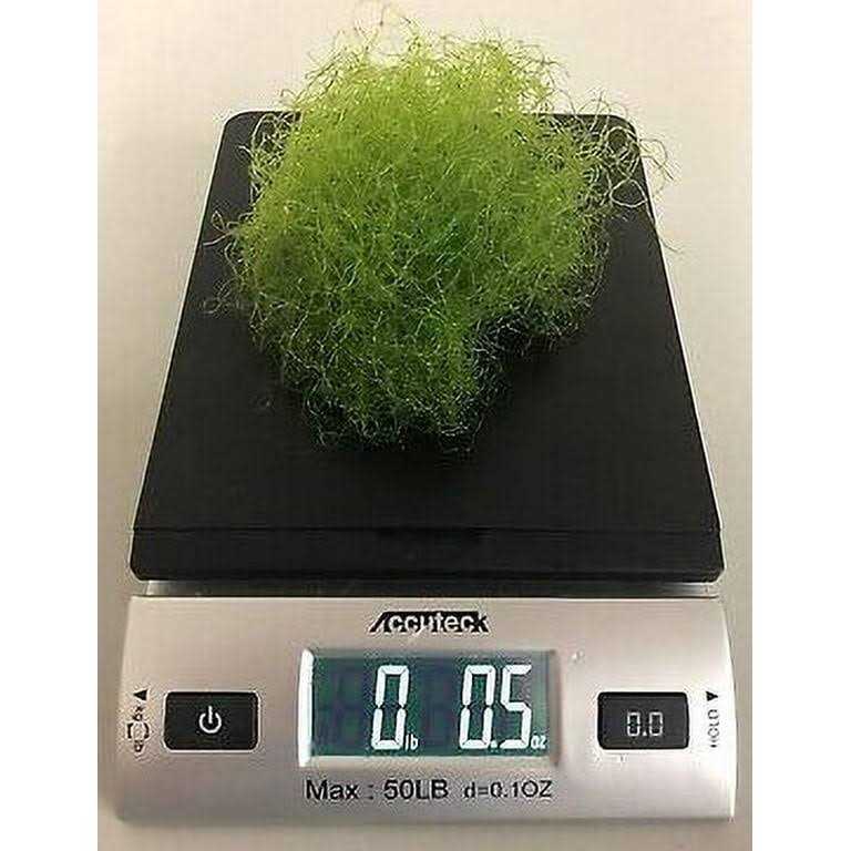 Chaeto R798339
