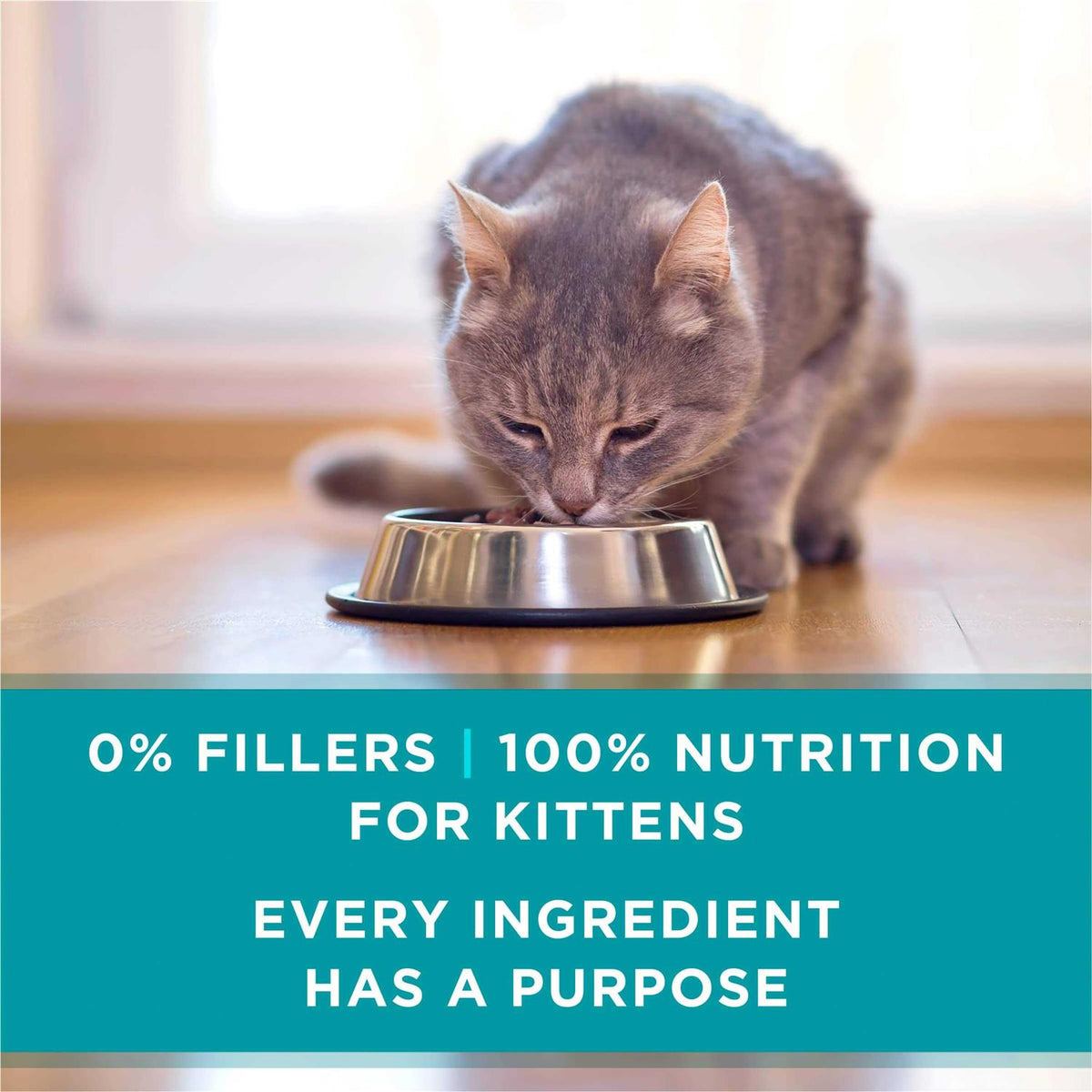 Grain Free Chicken & Salmon Pate Wet Cat Food G14919