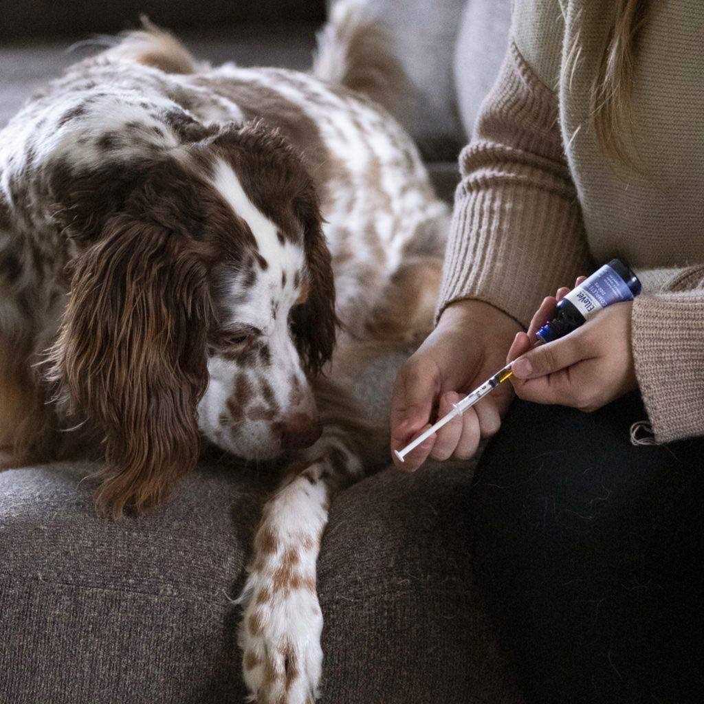 Hemp Oil For Dogs I339