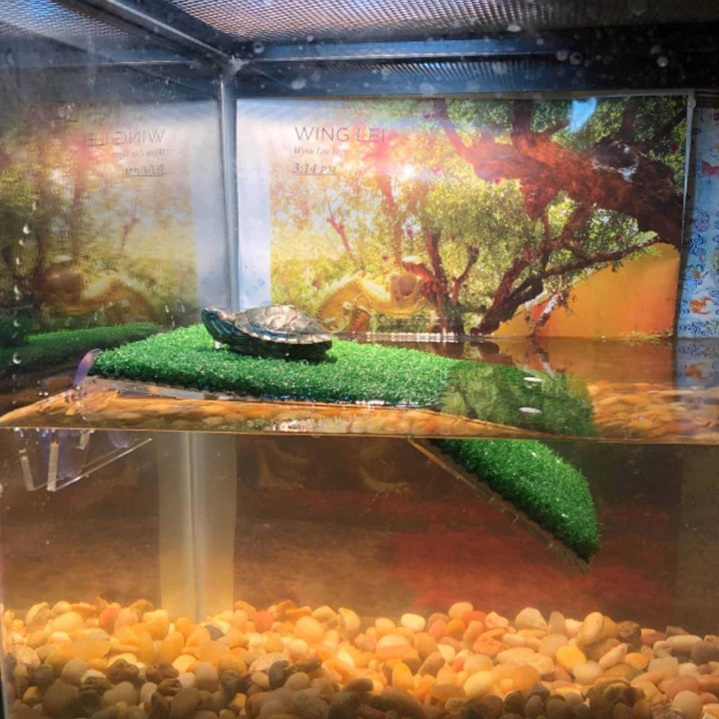 Lawn Turtle Basking Platform U512682