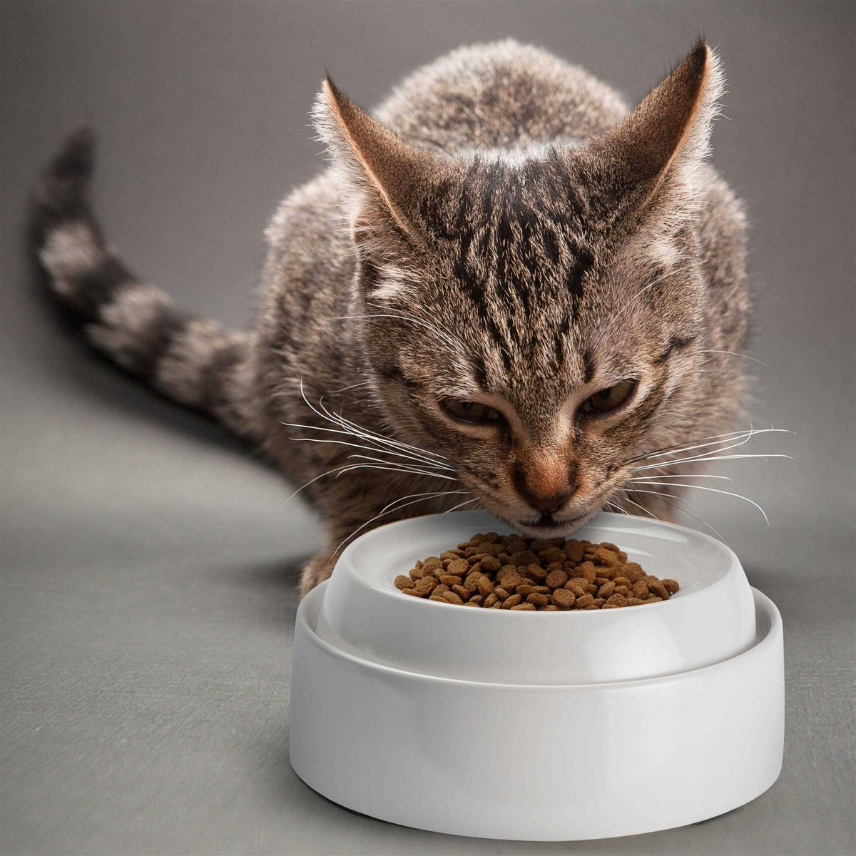 Whisker Stress Free Cat Food Bowl V483557