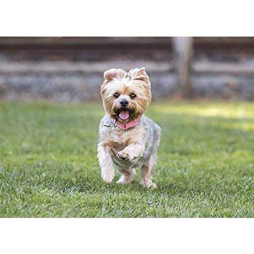 Small Breed Dry Dog Food Turkey M34947