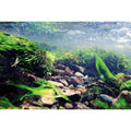 Aquarium Background M316