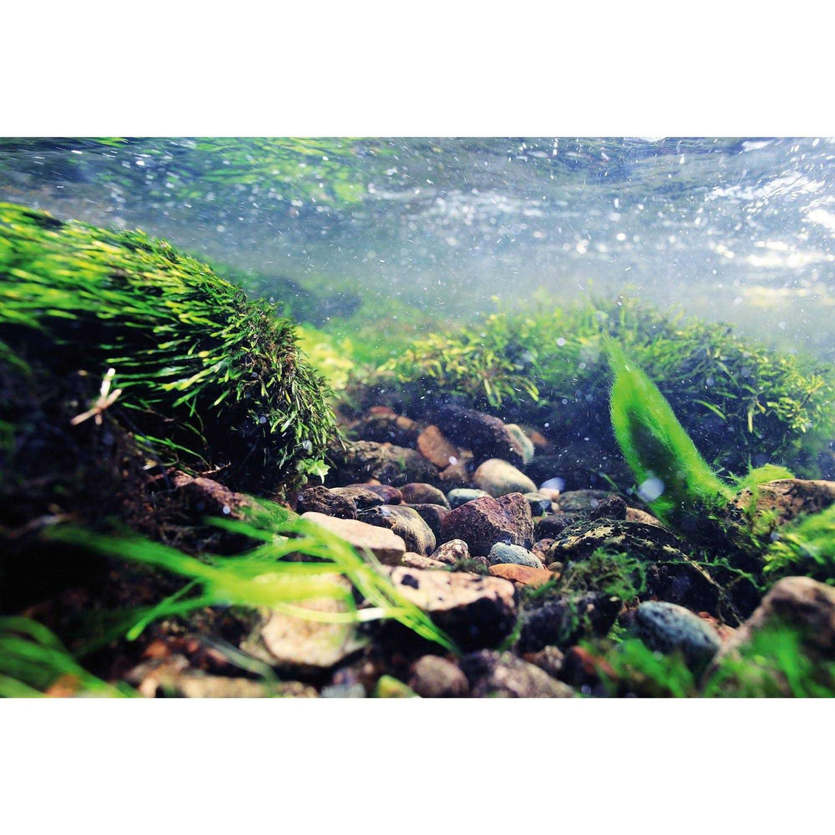 Aquarium Background M316