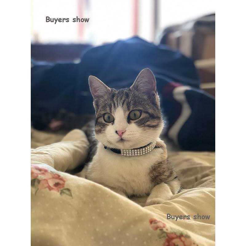 Soft Velvet Adjustable Cat Collar with Bells I142