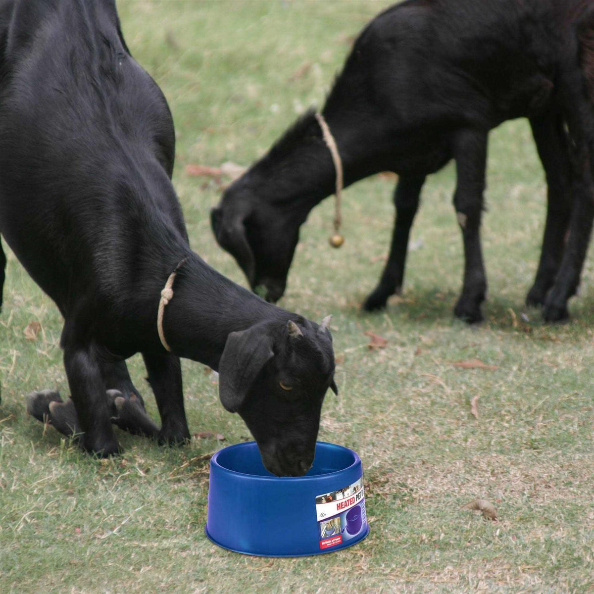 6 Qt. Round Heated Plastic Pet Bowl N154