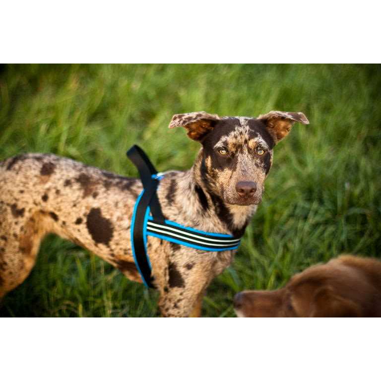 Sport Harness B549