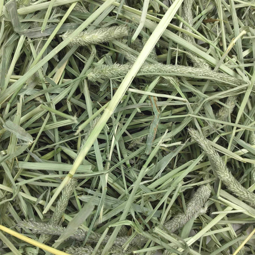 Western Timothy Hay X225249
