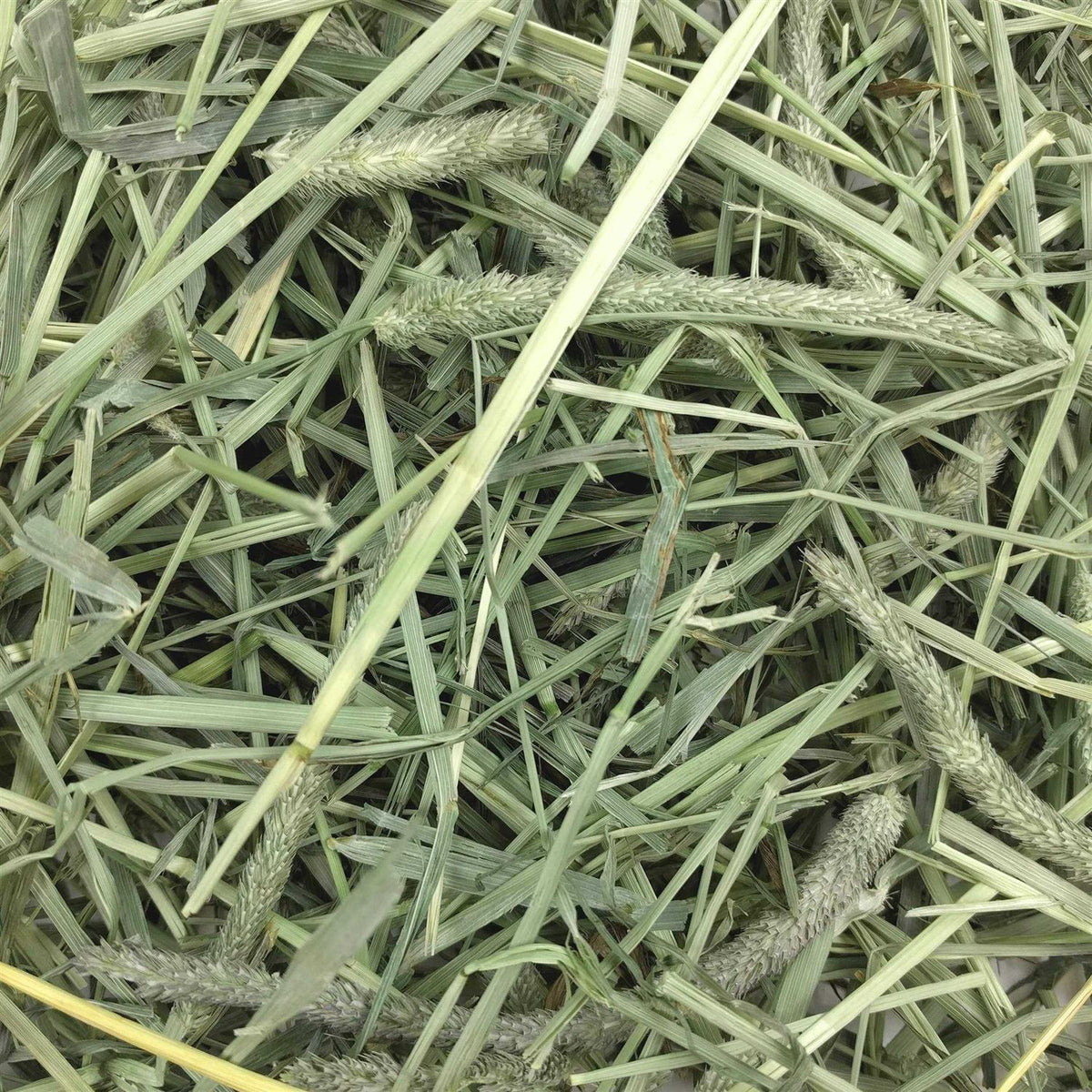 Western Timothy Hay X225249