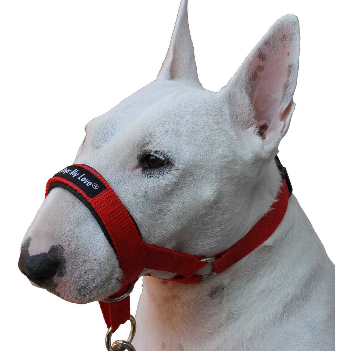Dog Head Collar Halter B8181