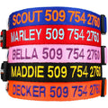 Personalized Dog Collar J99059