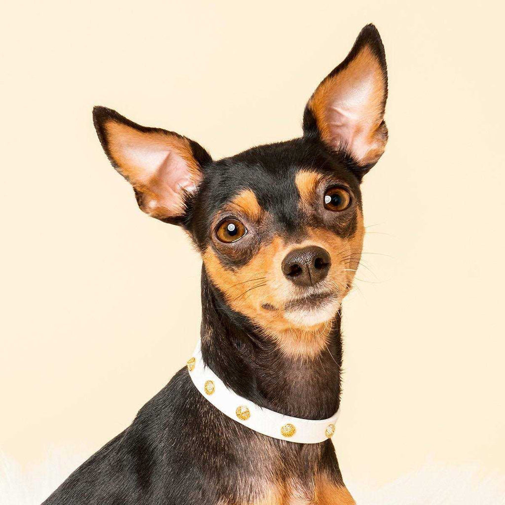 Genuine Leather & Microfiber Bejeweled Circular Stud Dog Collar H3265