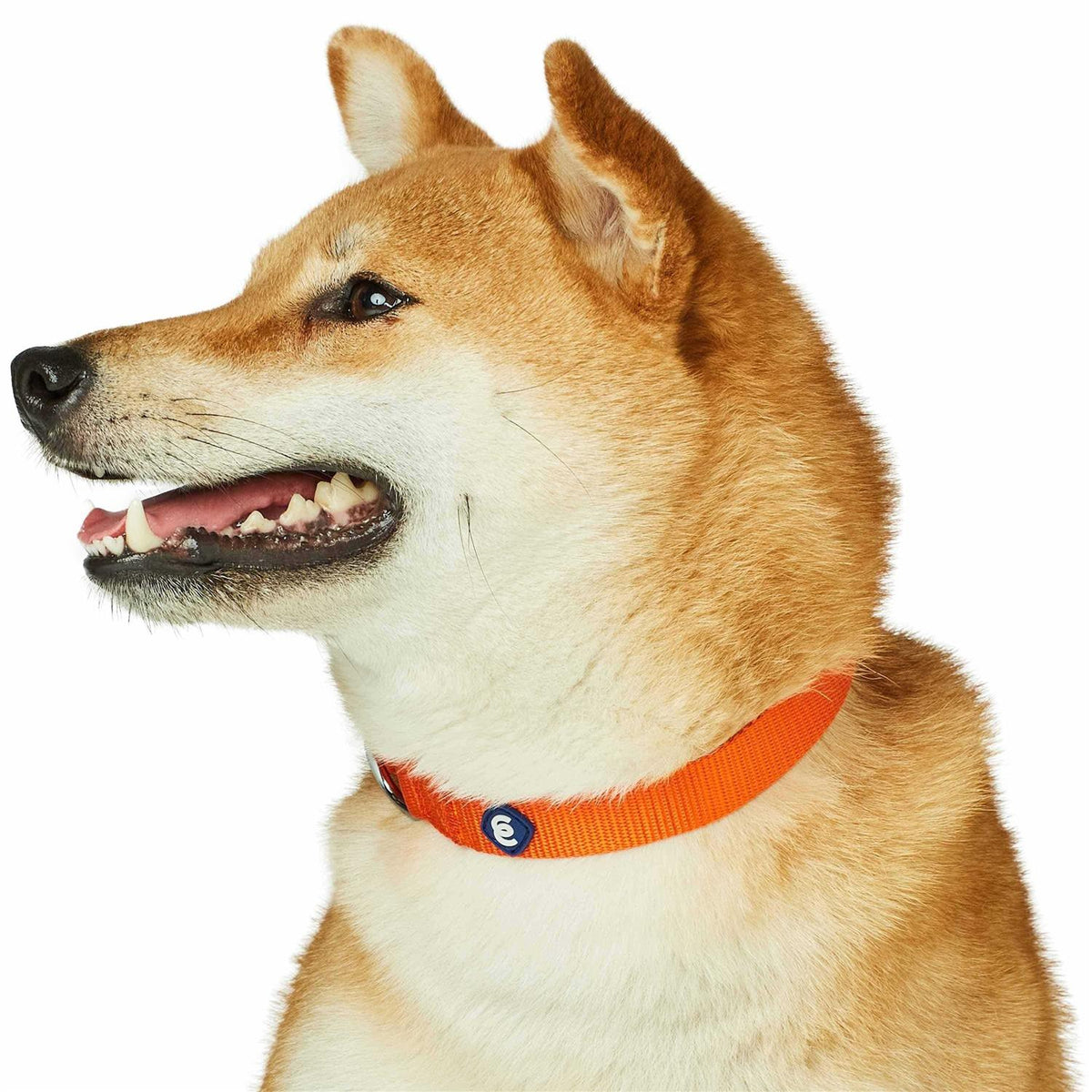 Classic Dog Collar W9341